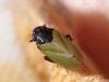 Tettigometra laeta